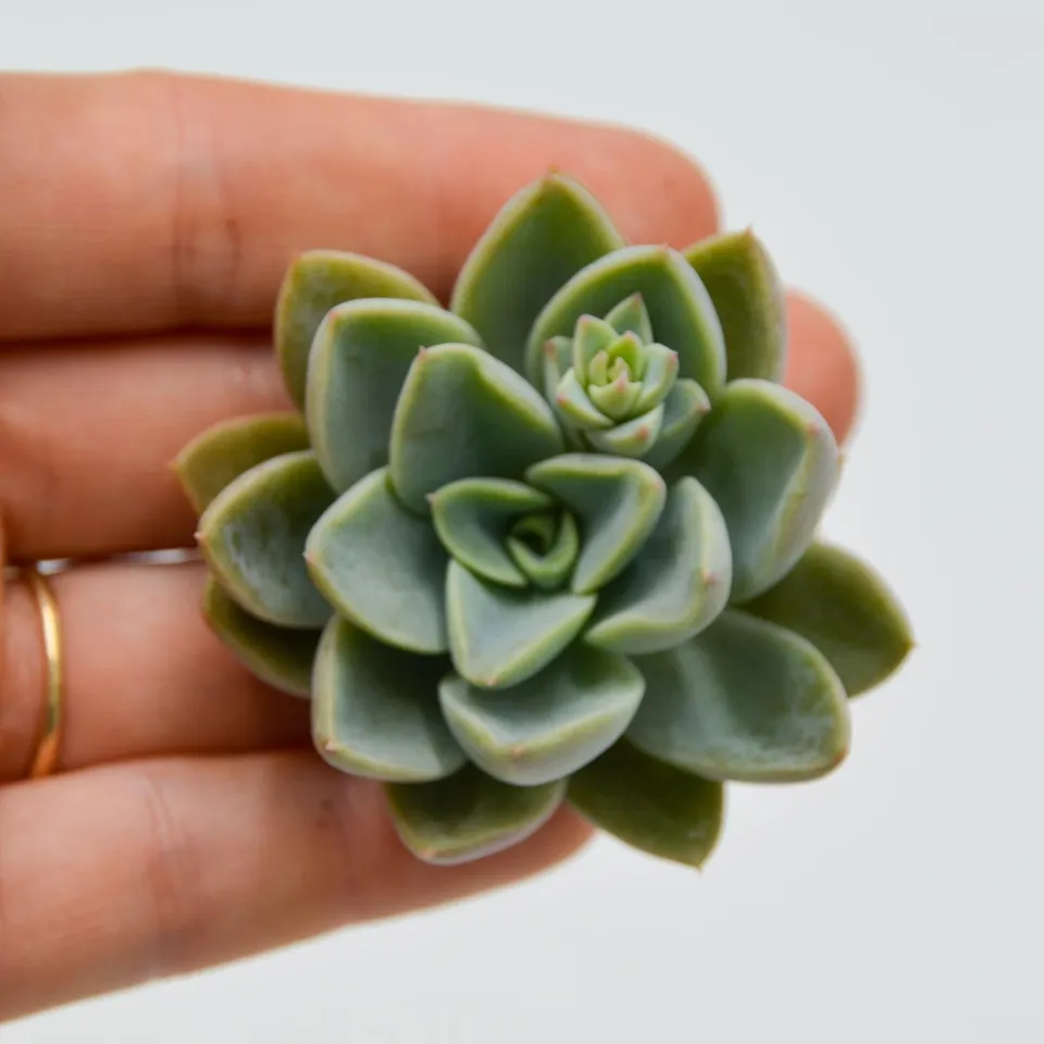 pasiora-echeveria-rancemosa-x-derenbergii-steckling-sukkulente image 1