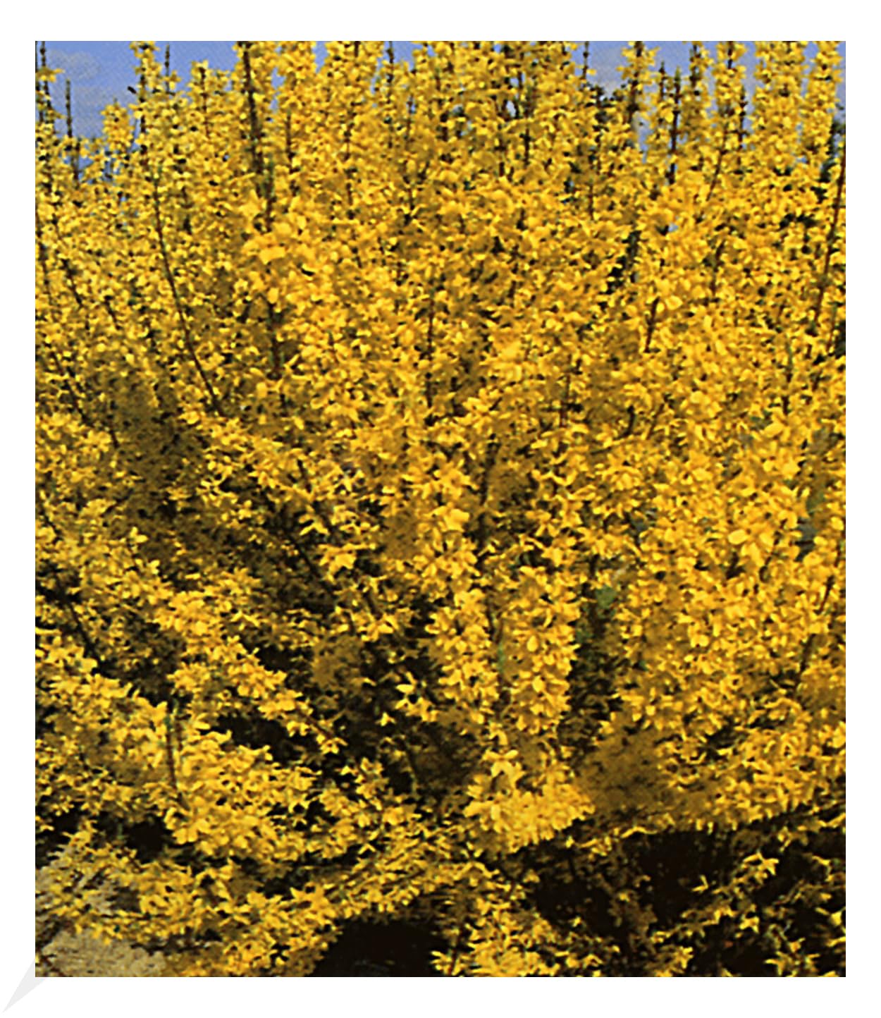 baldur-garten-forsythie-goldgl-ckchen-12-cm-topf image 1
