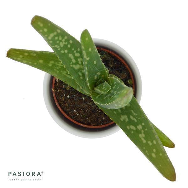 pasiora-aloe-vera-echte-aloe-6-cm-topf image 2