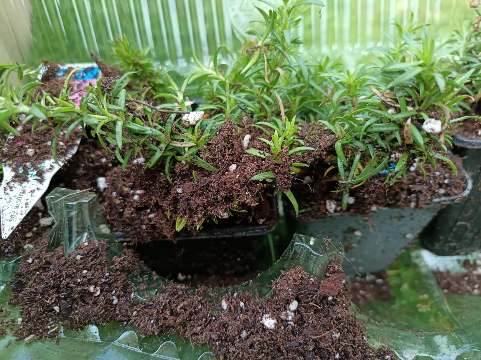 Teppich wird dicht