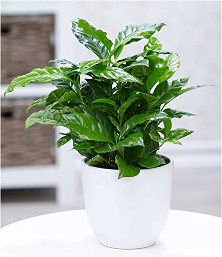 baldur-garten-coffea-arabica-kaffeepflanze-im-12-cm-topf image 5