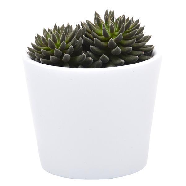 pasiora-sinocrassula-yunnanensis-sukkulente-5-5-cm-topf image 2