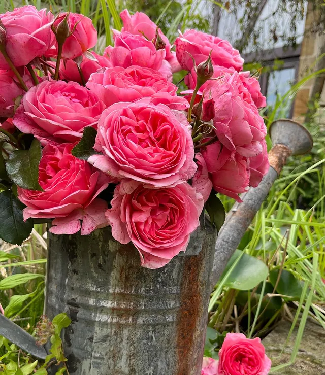 baldur-garten-1x-rose-comtesse-liger-belair-beetrose-wurzelnackt image 1