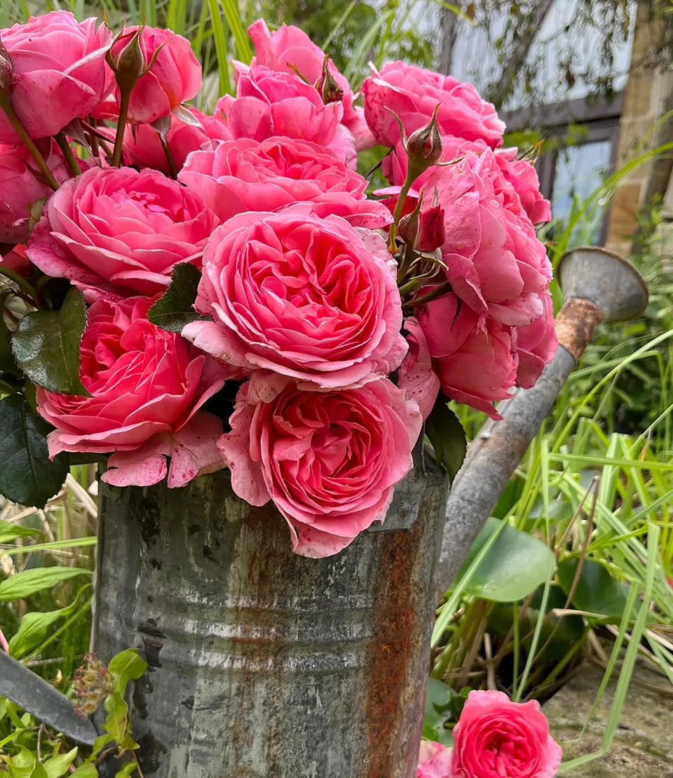 baldur-garten-1x-rose-comtesse-liger-belair-beetrose-wurzelnackt image 1