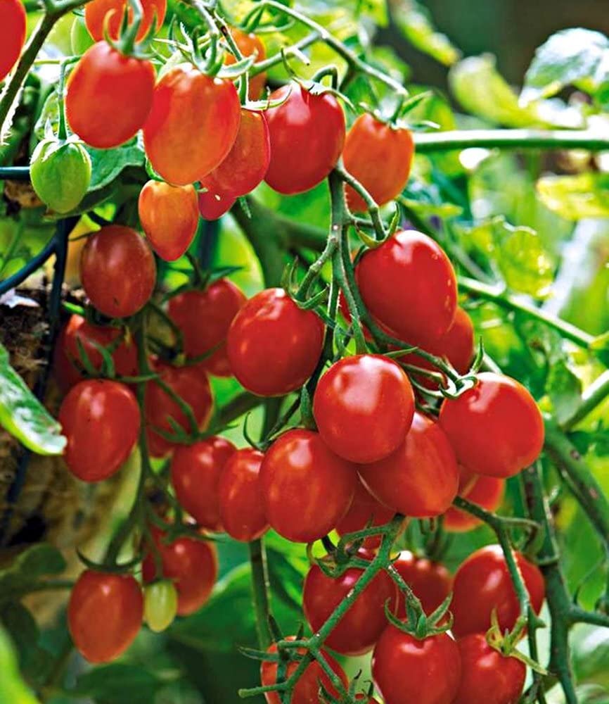 baldur-garten-snack-tomate-romello-f1-kirschtomaten-2-pflanzen image 3