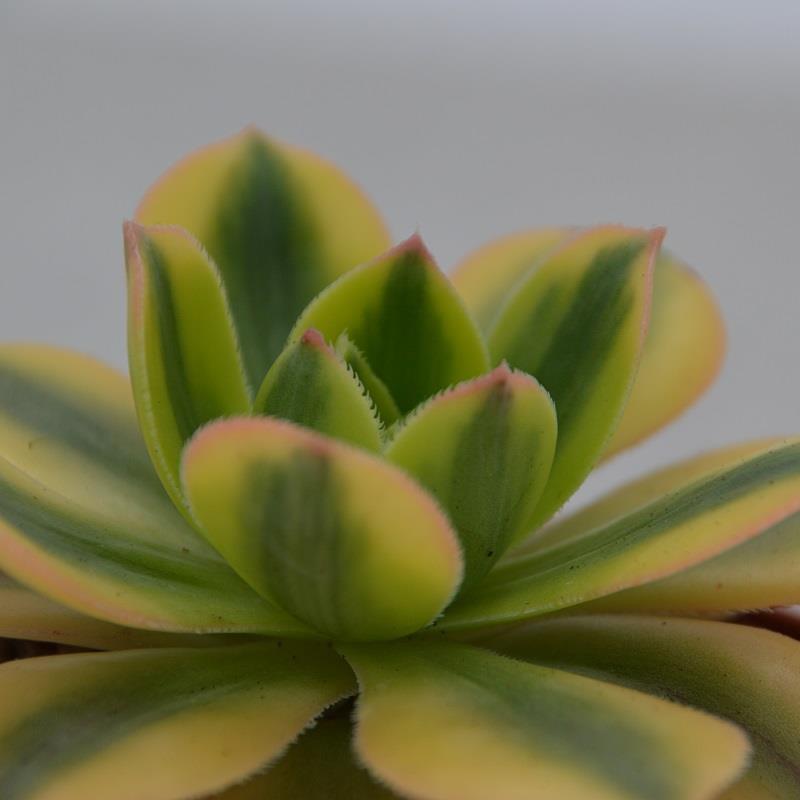 pasiora-aeonium-decorum-sunburst-sukkulente-8-5-cm-topf image 2