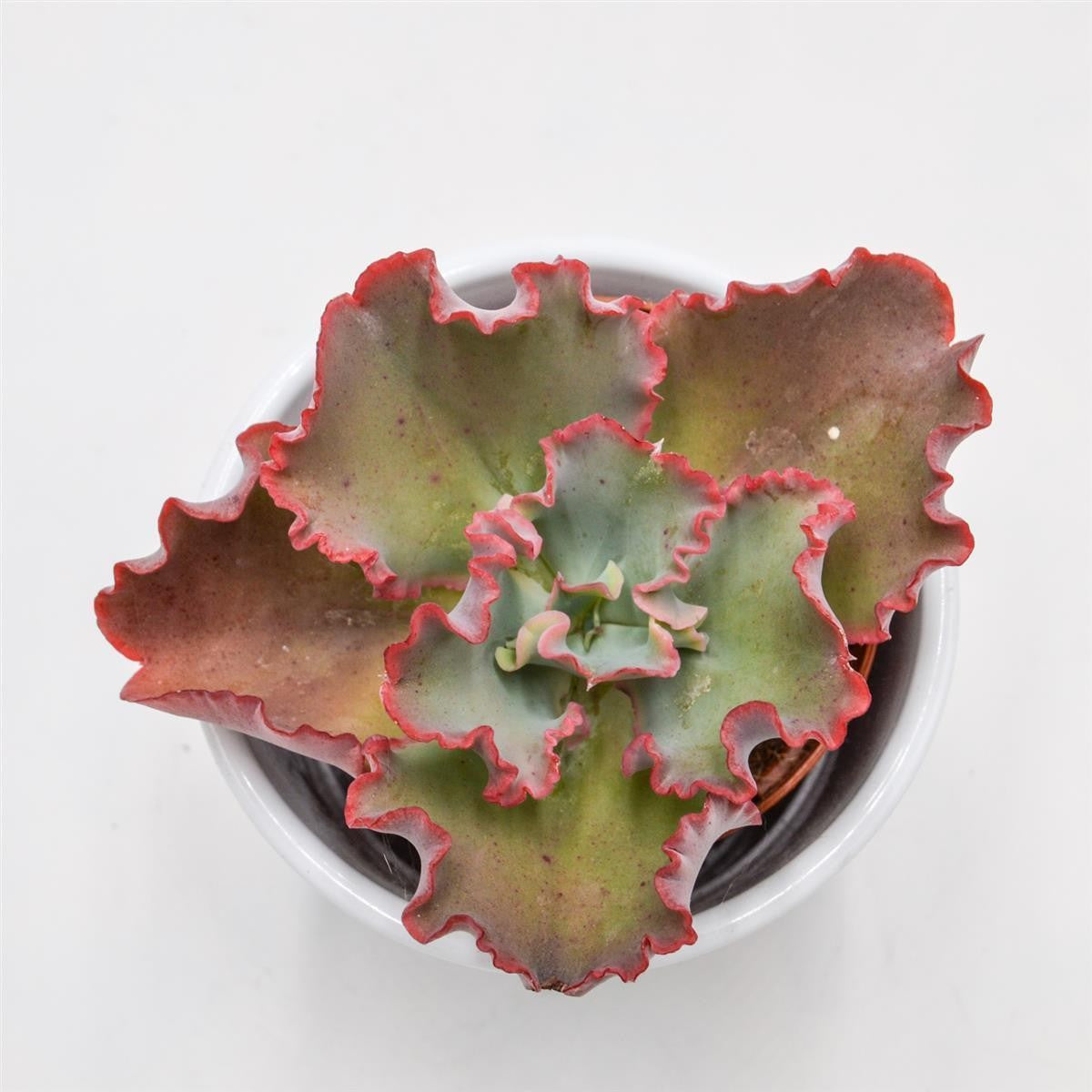 pasiora-echeveria-dicks-pink-rosetten-sukkulente-8-5cm image 1