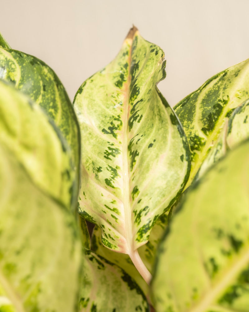feey-aglaonema-chartreuse-pretty-zimmerpflanze image 2