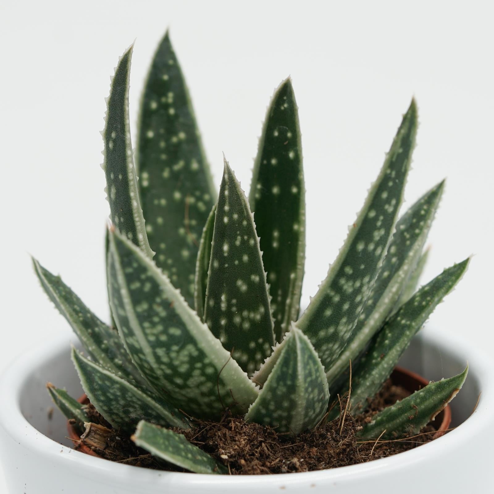 pasiora-x-gasteraloe-doreen-hybride-5-5-cm-topf image 2
