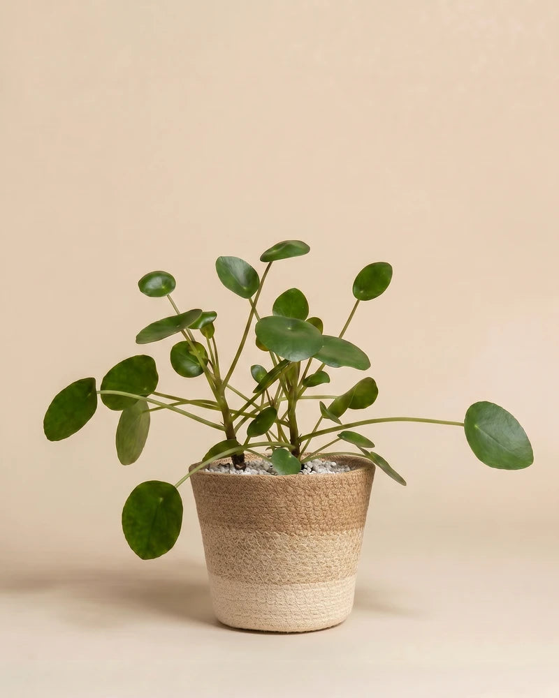 feey-ufopflanze-pilea-peperomioides-hydro image 8