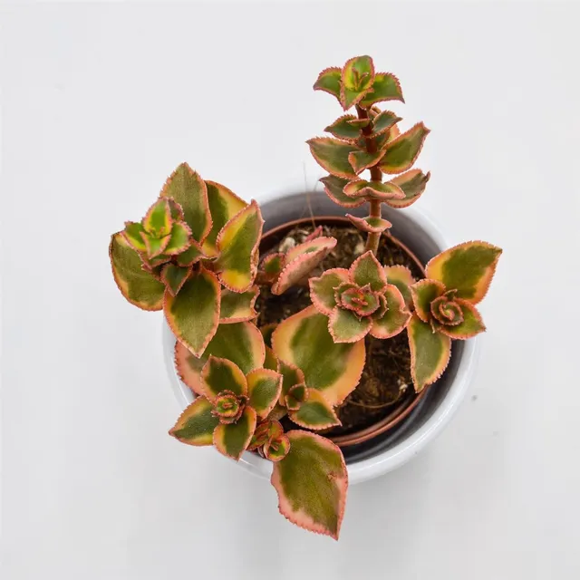 pasiora-crassula-sarmentosa-f-variegata-sukkulente-5-5cm image 1