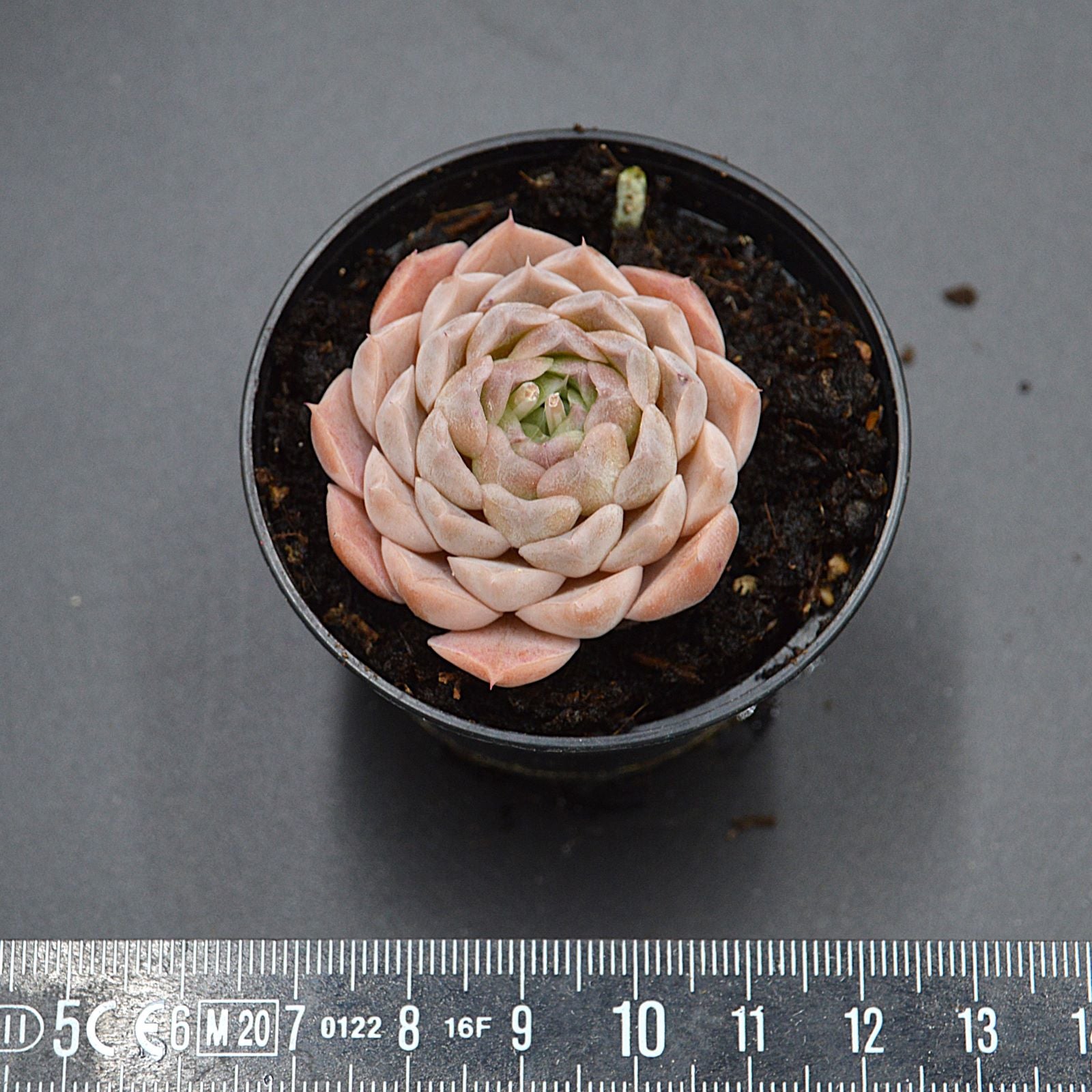pasiora-echeveria-white-swan-sukkulente-einzelst-ck-indoor image 2