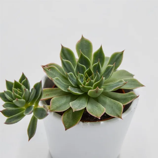 pasiora-graptopetalum-altair-sukkulente-5-5cm-topf image 1