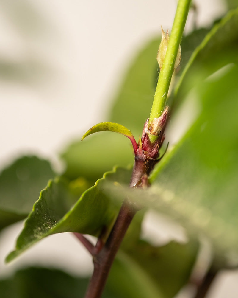 feey-prunus-lusitanica-immergr-ner-strauch-2-3-m-winterhart image 2