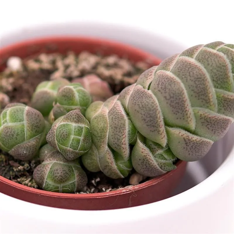 pasiora-crassula-barklyi-sukkulente-5-5cm-topf image 1