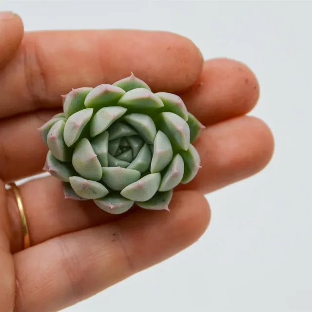 pasiora-echeveria-set-e-bicolor-blue-atoll-hybrid-3-sukkulenten-stecklinge image 1