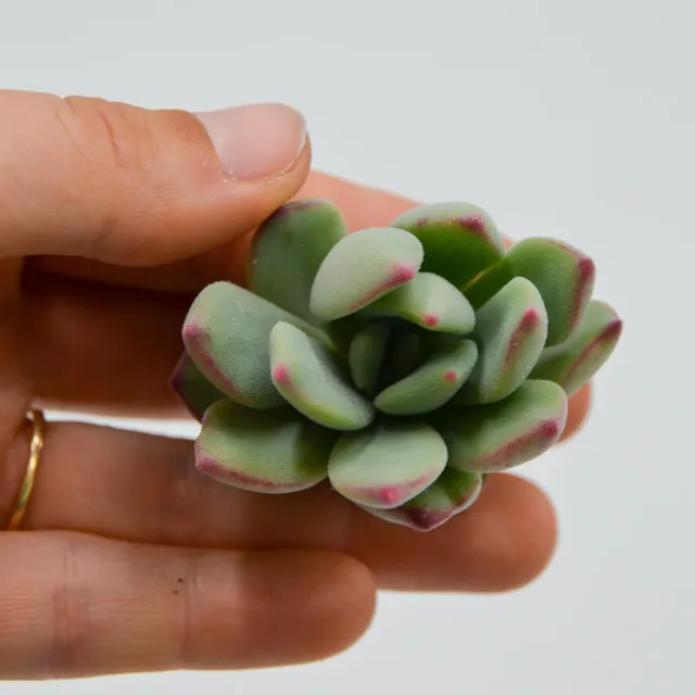 pasiora-echeveria-sugared-steckling-sukkulente image 1