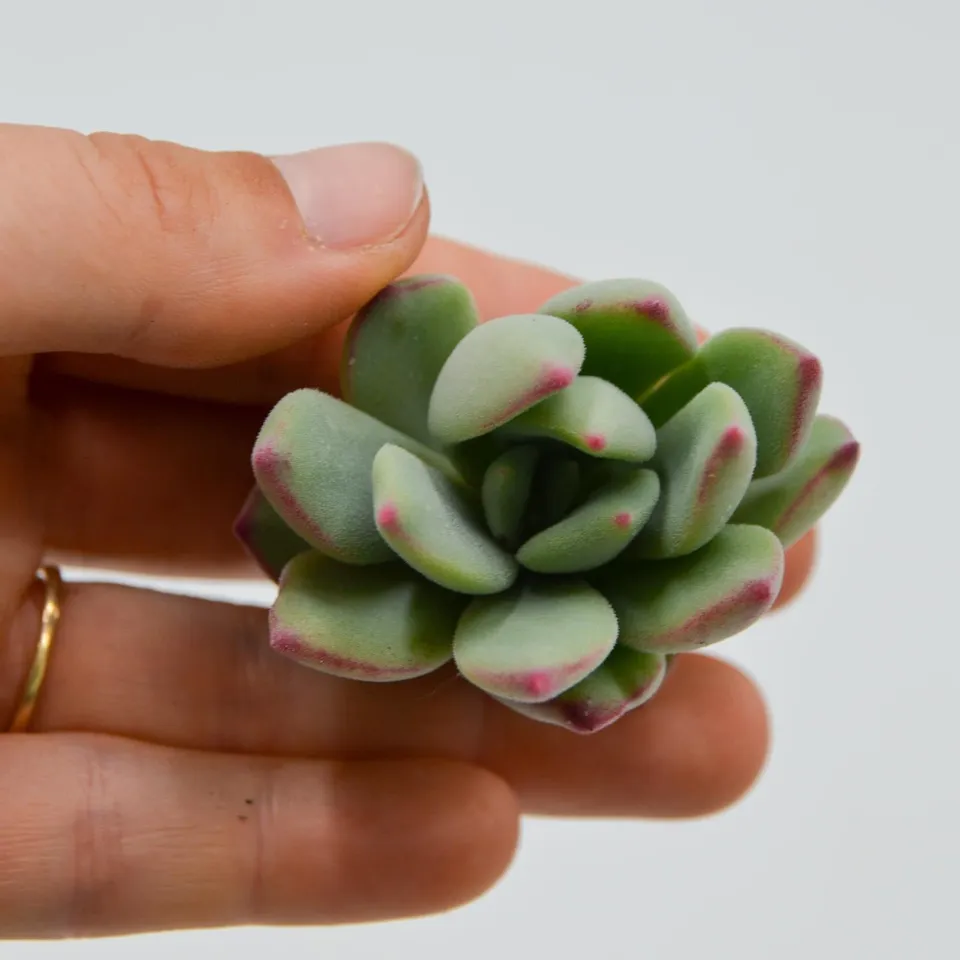 pasiora-echeveria-sugared-steckling-sukkulente image 1