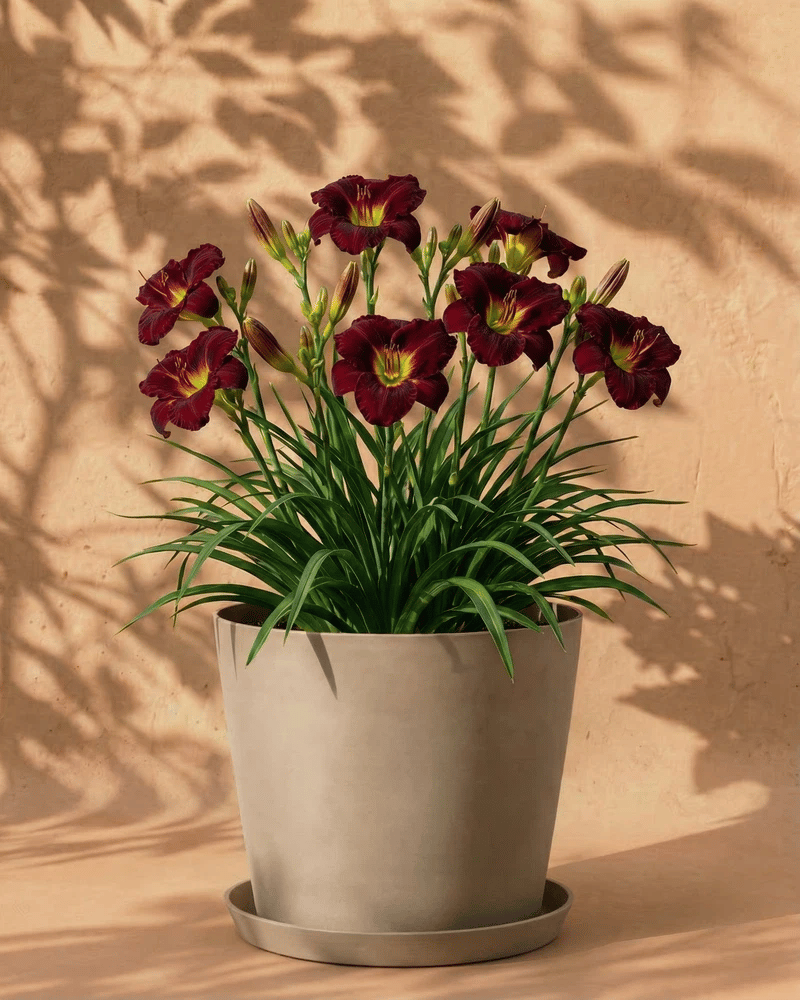 feey-hemerocallis-weinrot-taglilie-knollenpflanze-f-r-garten-und-k-bel image 7