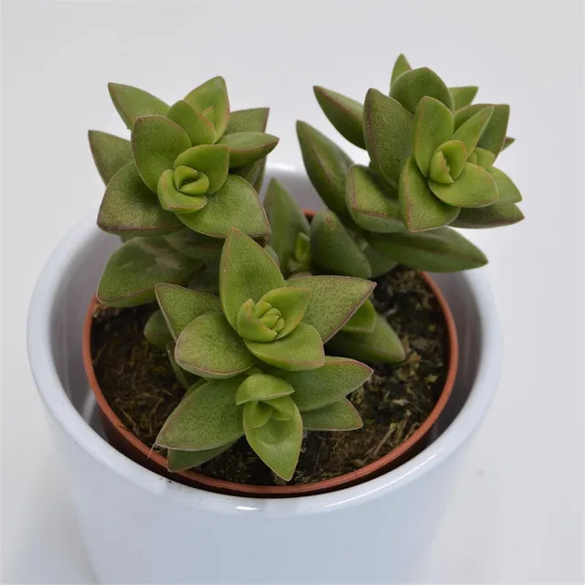 pasiora-crassula-sakuraboshi-dickblatt-sukkulente-8-5cm image 1