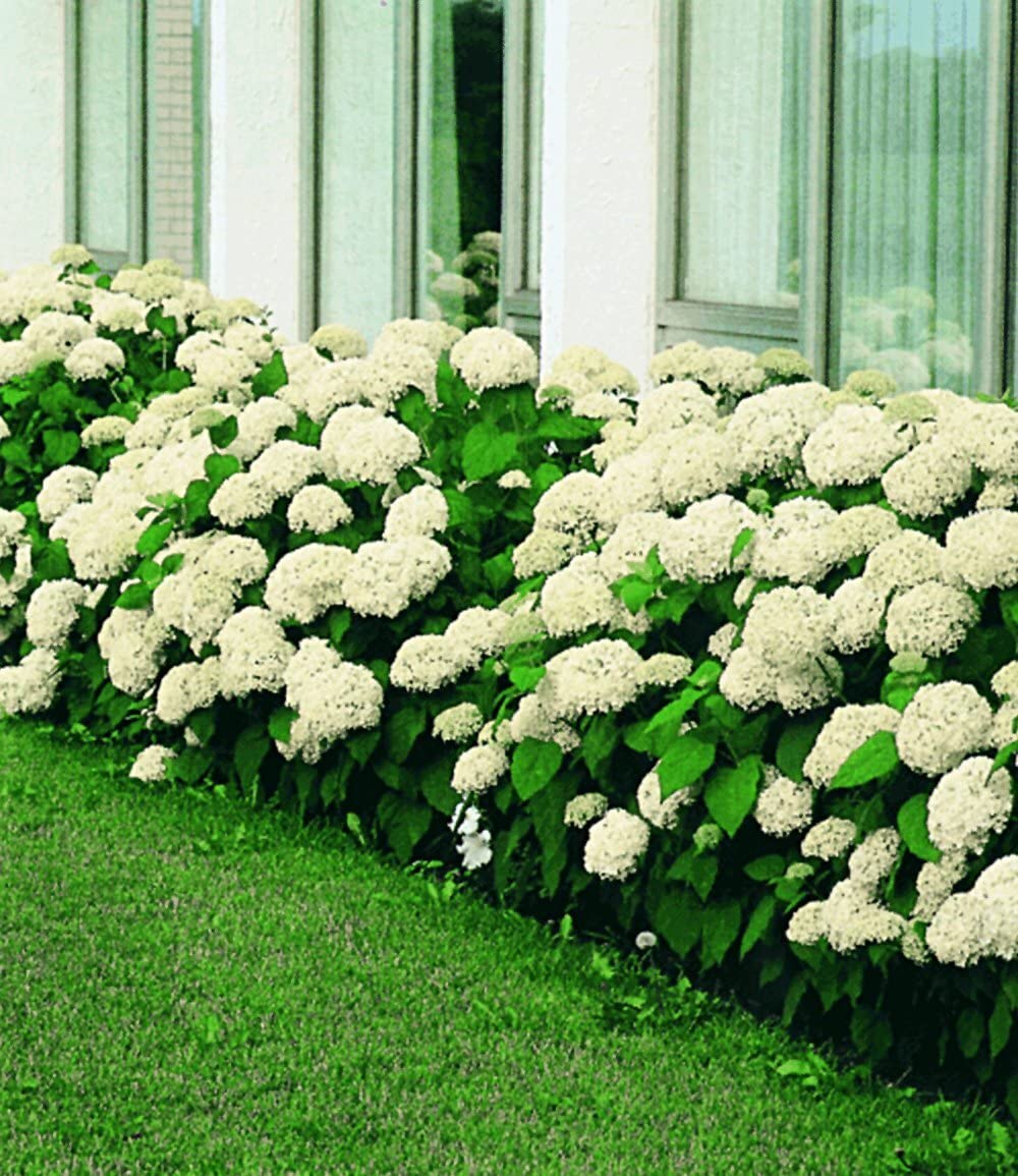 baldur-garten-schneeball-hortensie-annabelle-im-9x9-cm-topf image 6