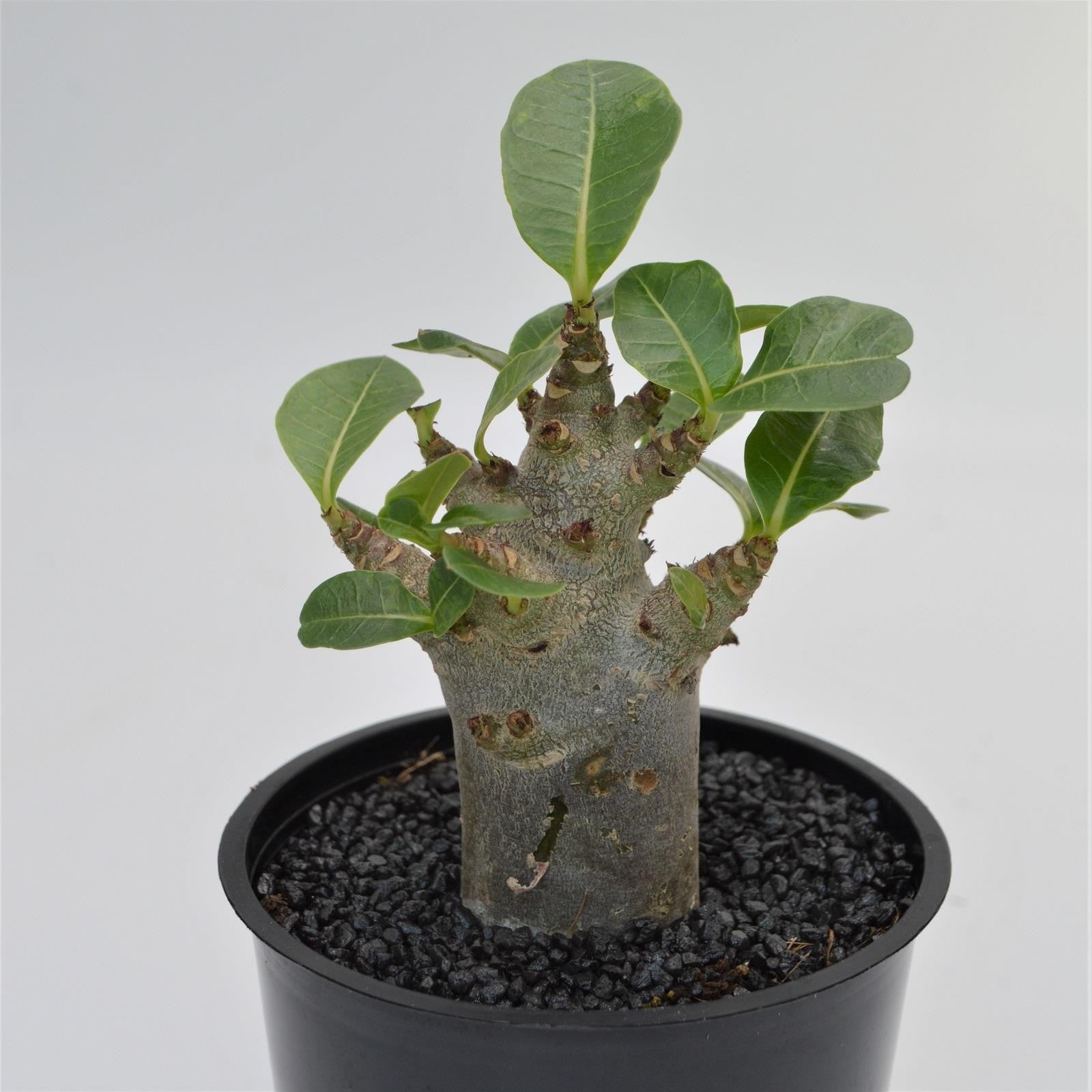 pasiora-adenium-obesum-baobab-w-stenrose-12cm image 1