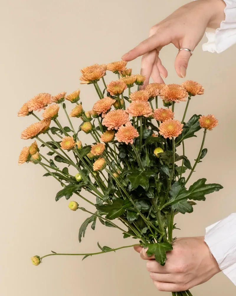 feey-chrysanthemen-pfirsich-blumen image 1