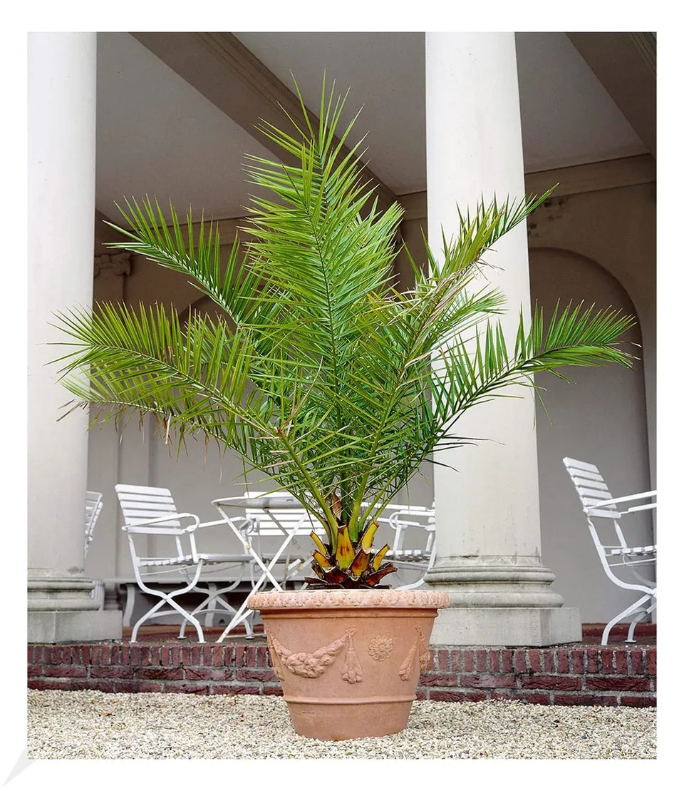 baldur-garten-kanarische-dattelpalme-phoenix-pflanze-im-15-cm-topf image 1