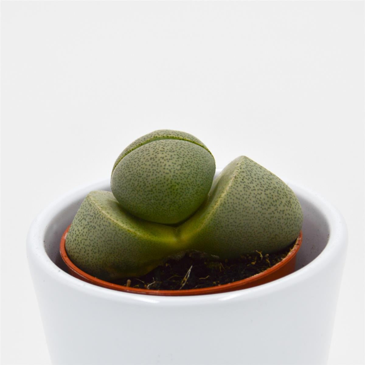 pasiora-pleiospilos-nelii-lebende-steine-sukkulente-5-5cm image 3