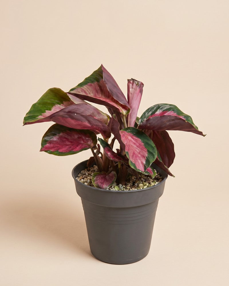 feey-calathea-rosy-korbmarante image 3