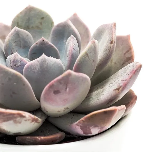 pasiora-x-pachyveria-asante-sana-sukkulente-12cm-topf image 1
