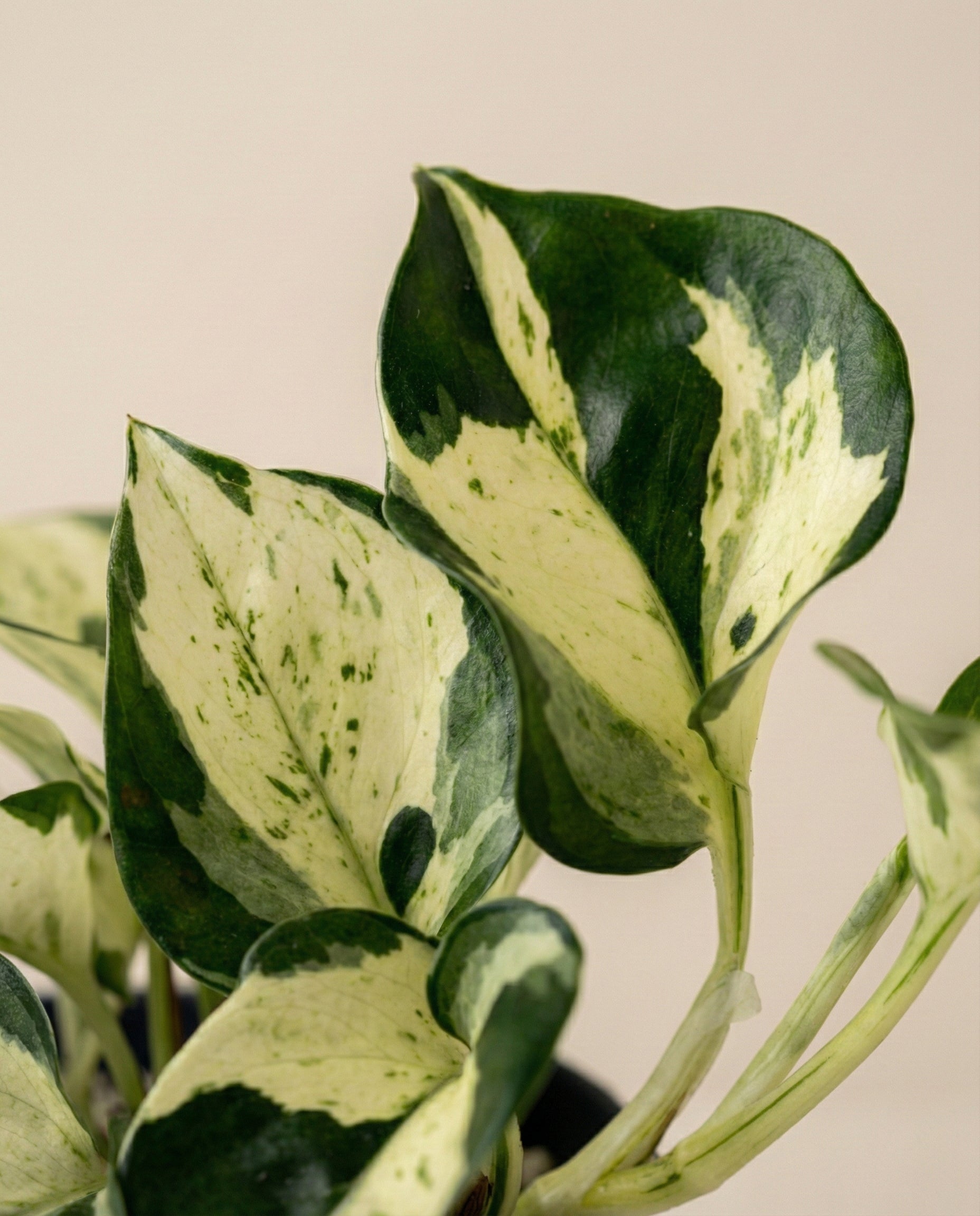 feey-efeutute-happy-leaf-epipremnum-manjula-zimmerpflanze image 7