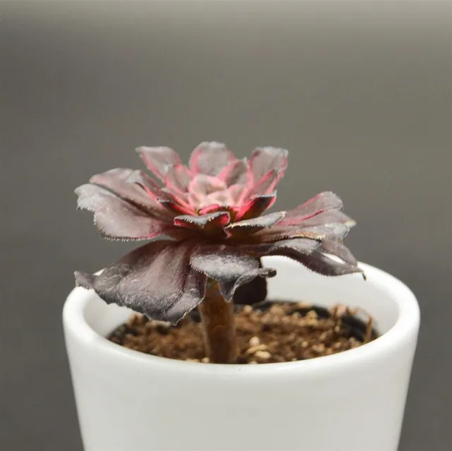 pasiora-aeonium-red-king-kong-sukkulente-6cm-topf image 1