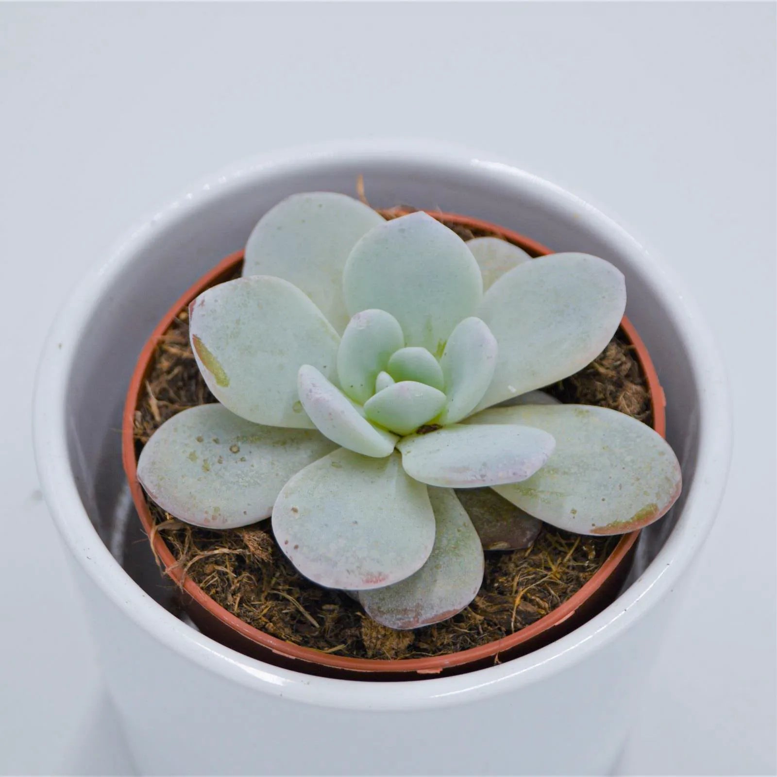 pasiora-echeveria-laui-sukkulente-8-5cm image 2