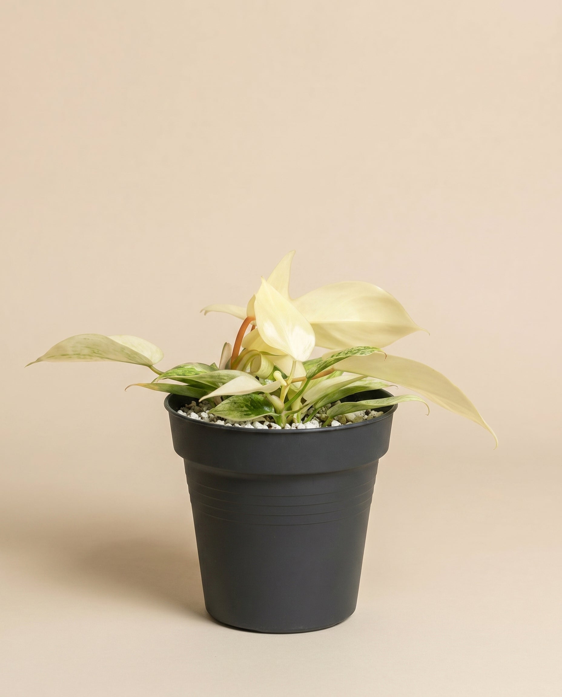 feey-philodendron-florida-ghost-zimmerpflanze-rarit-t image 3
