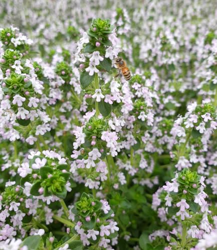 baldur-garten-zitronenthymian-3x-bodendecker-im-9x9-cm-topf image 6