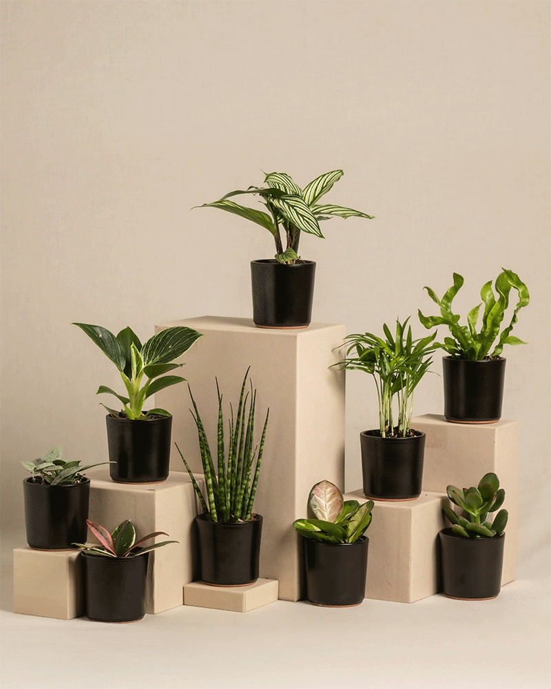 feey-berraschungs-babypflanzen-9er-set-zimmerpflanzen image 7