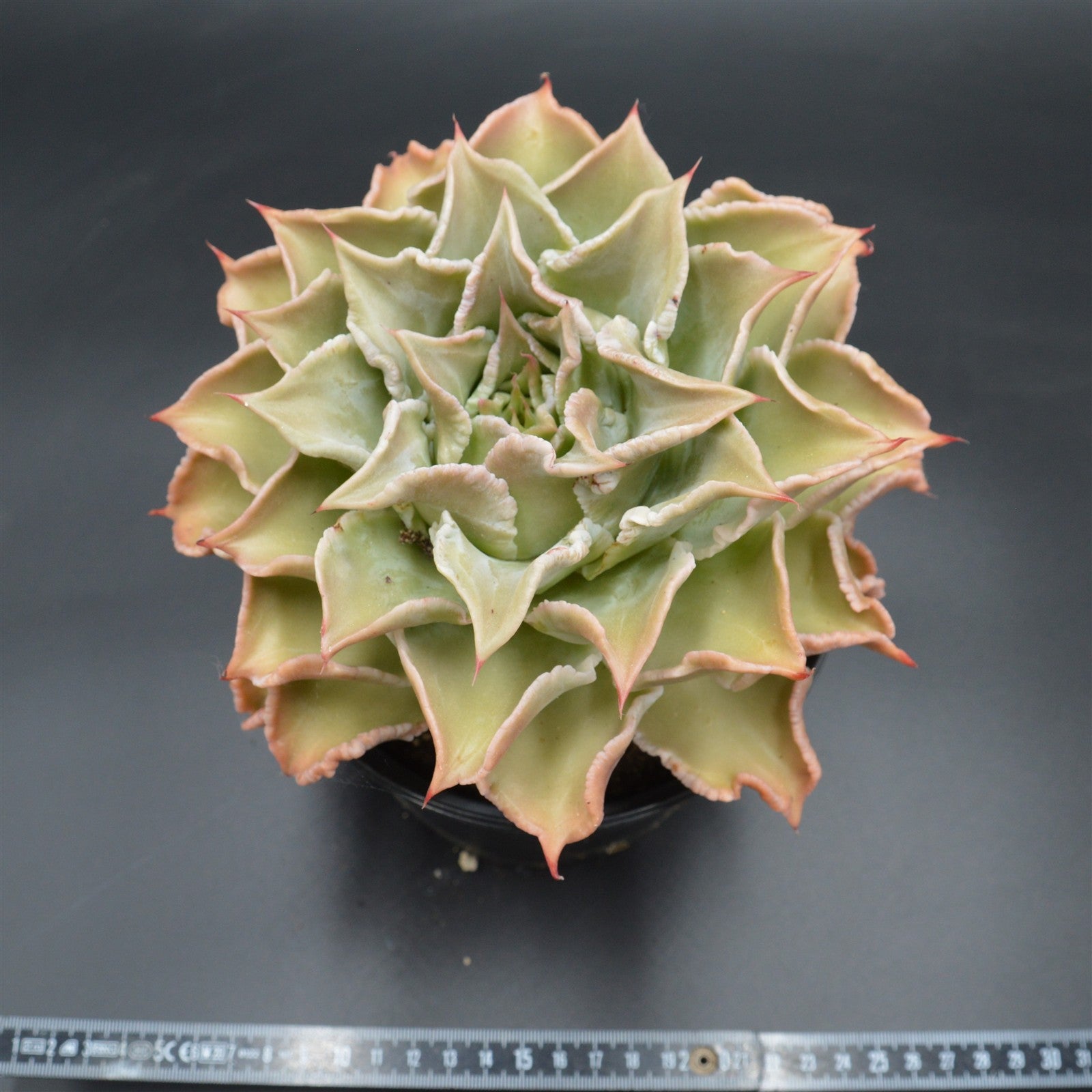 pasiora-echeveria-madiba-xxl-einzelst-ck-rarit-t image 2