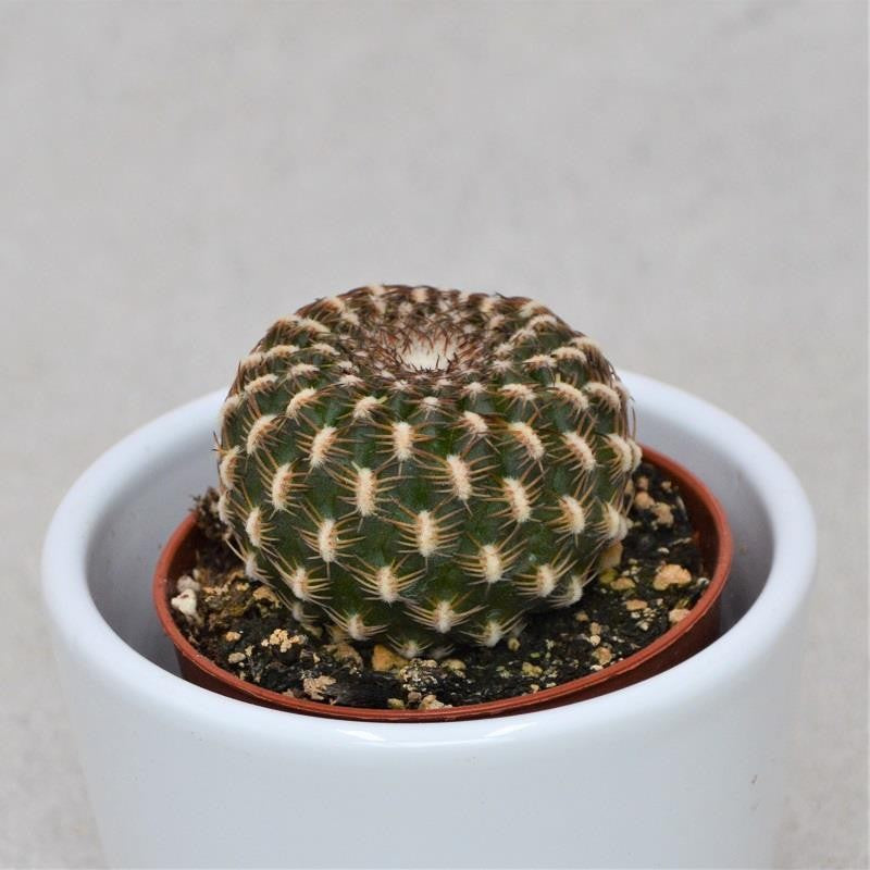 pasiora-sulcorebutia-canigueralii-kaktus-5-5-cm-topf image 1