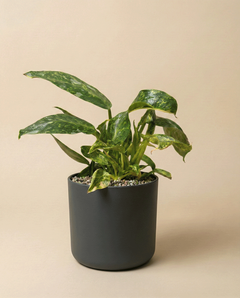 feey-philodendron-jose-buono-zimmerpflanze-topf-14 image 7