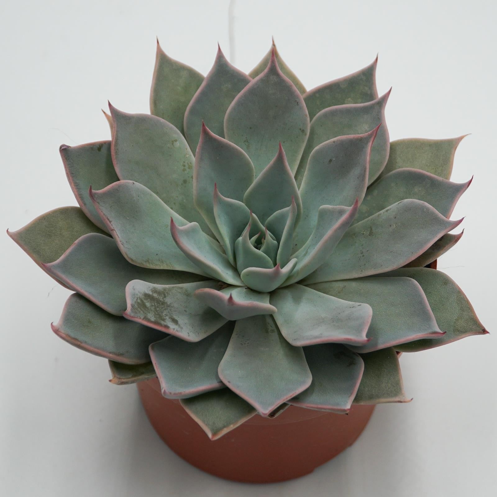 pasiora-echeveria-aquila-sukkulente-10-5-cm-topf image 2