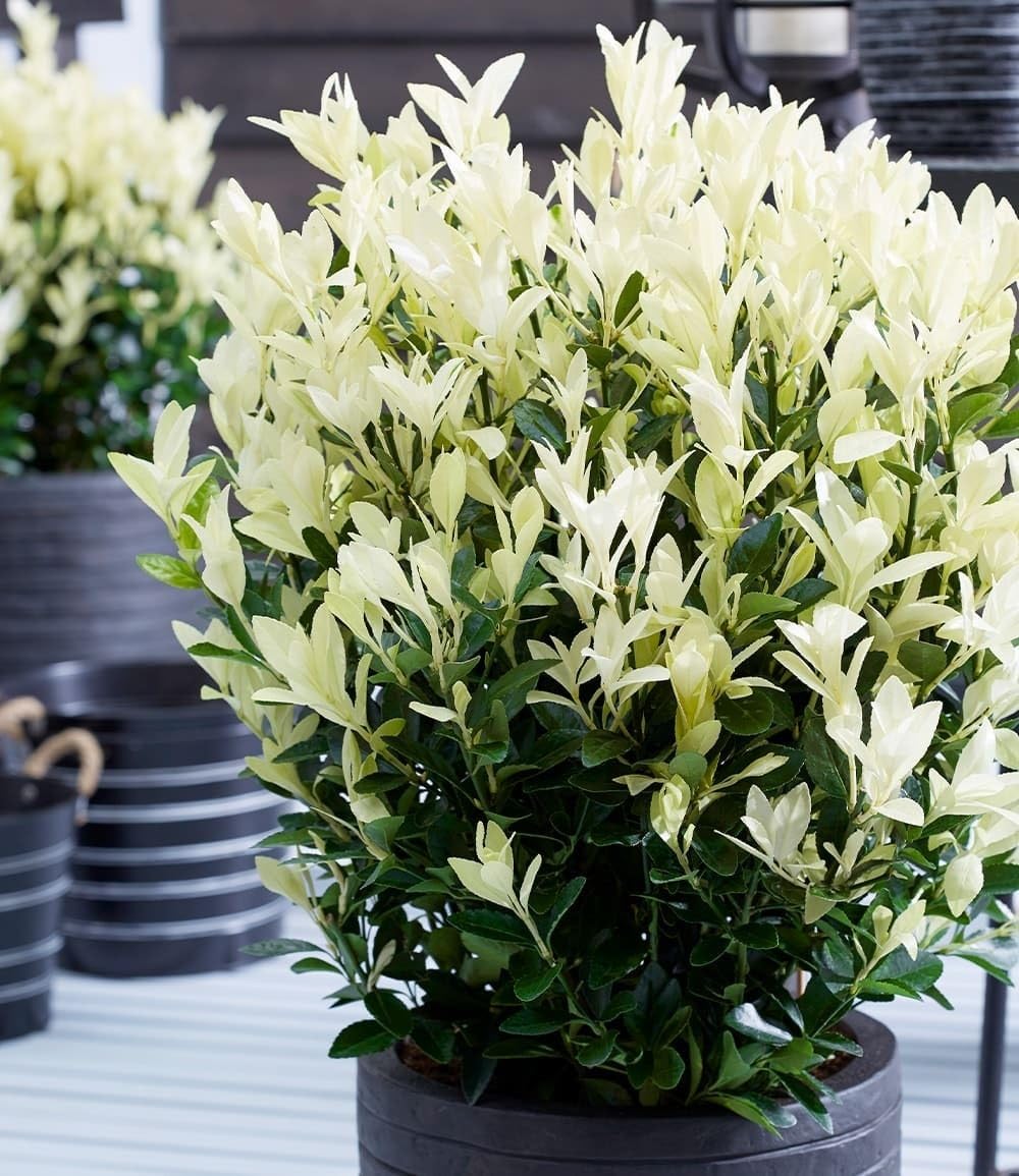 baldur-garten-euonymus-himalaya-2-liter-topf image 3