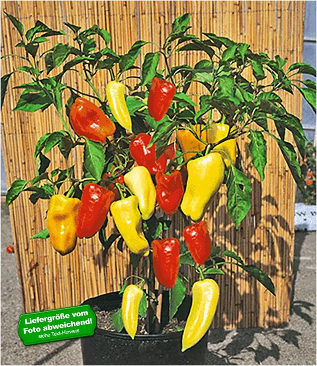 baldur-garten-ungarischer-paprika-gypsy-f1-gem-sepflanze-im-10-5-cm-topf image 1