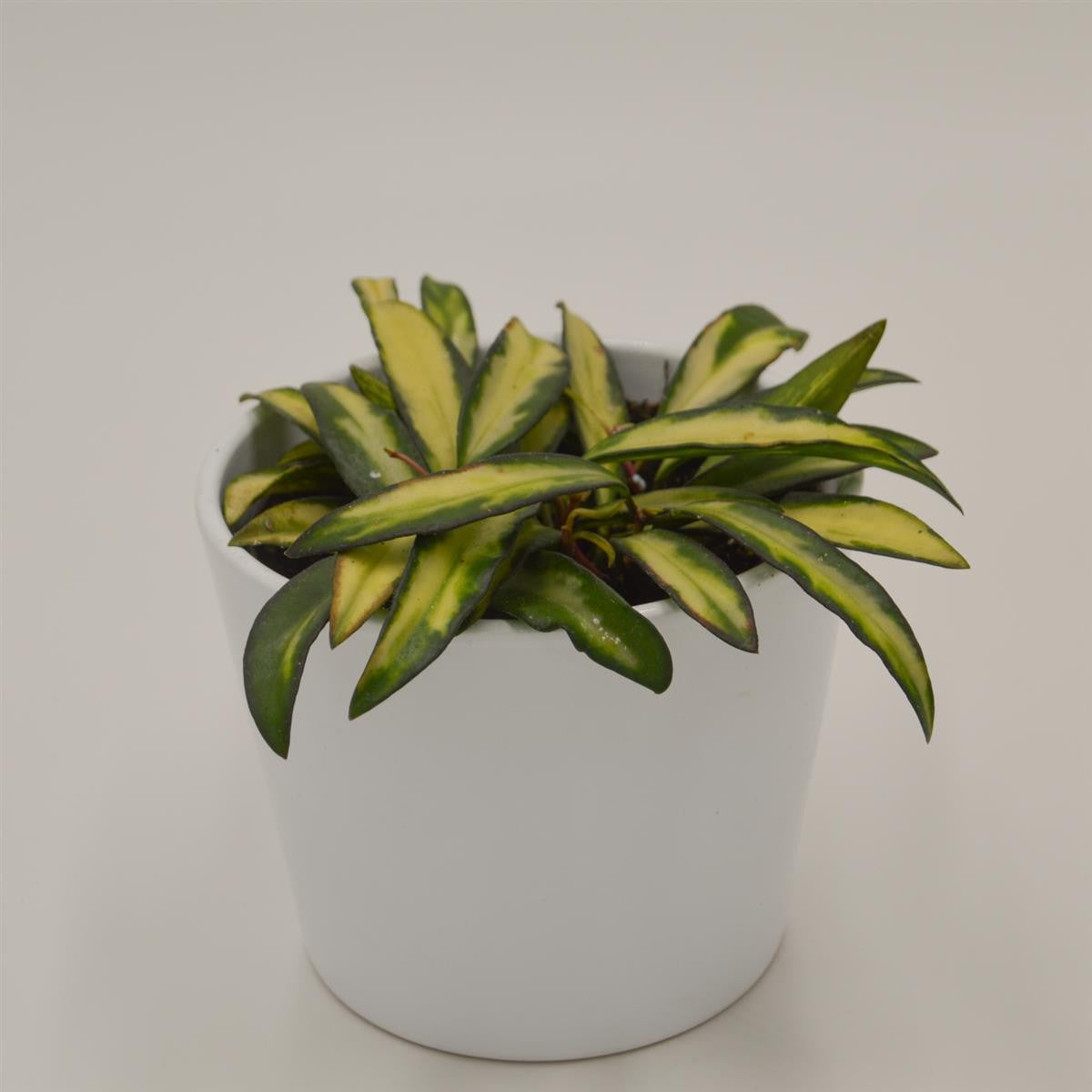 pasiora-hoya-wayetii-tricolor-f-variegata-12cm-topf image 2