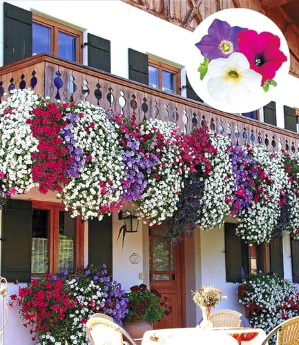 baldur-garten-6er-h-nge-petunien-alpetunia-mix-10-5-cm-topf image 4