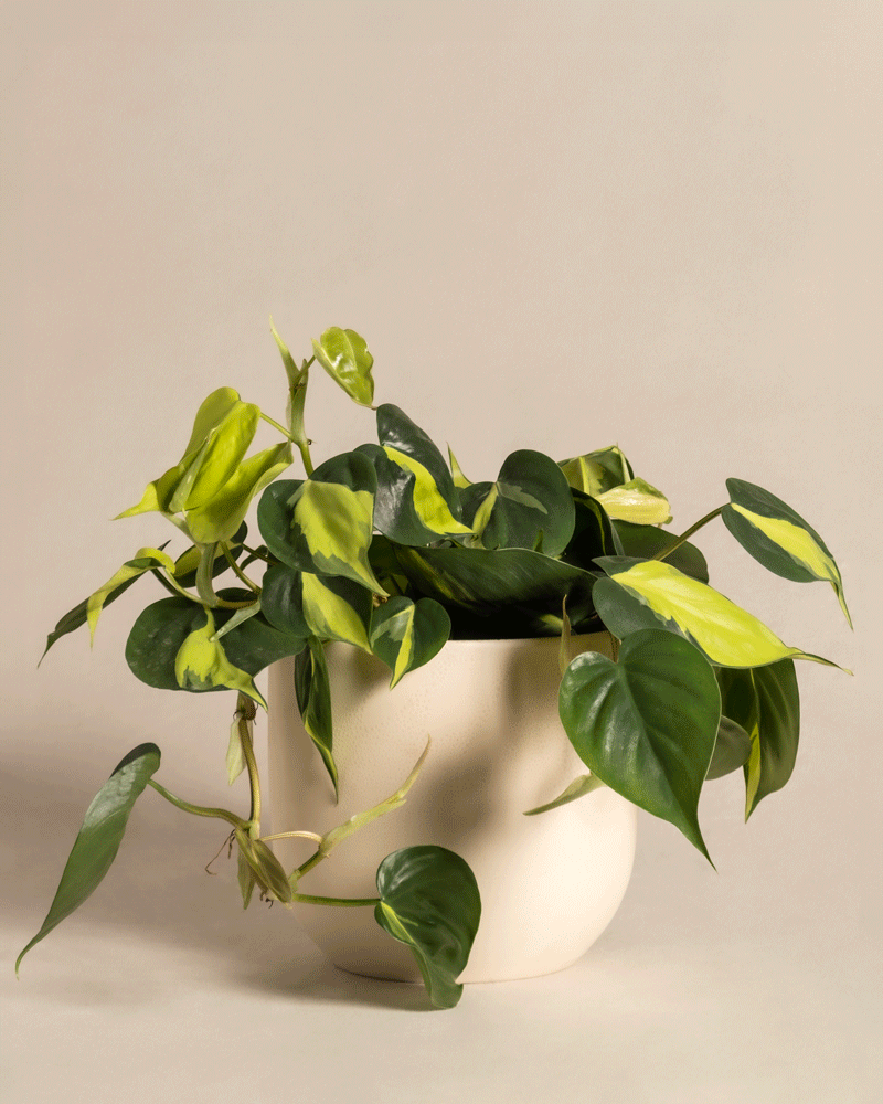 feey-philodendron-scandens-brasil-h-ngepflanze-baumfreund image 6