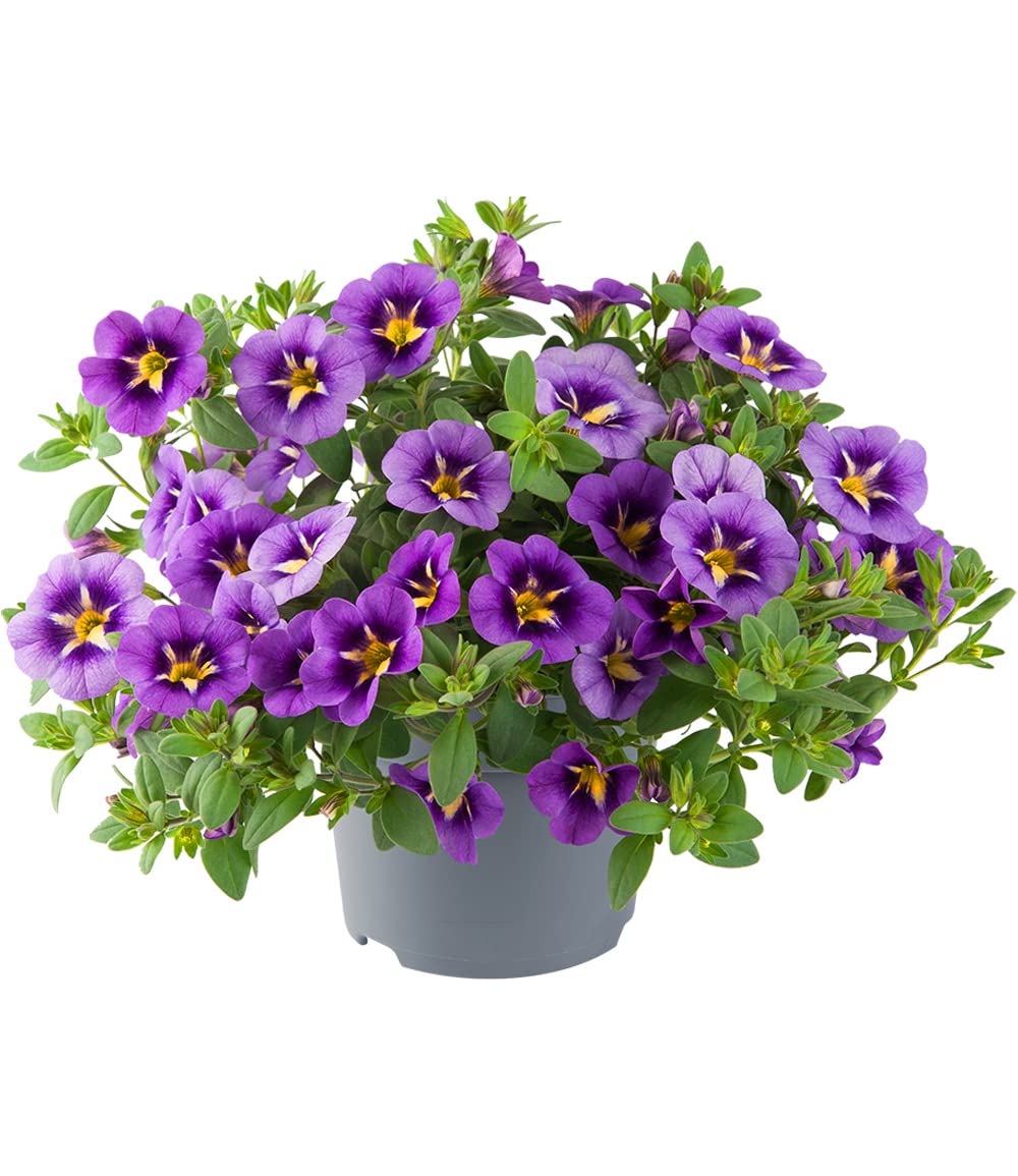 baldur-garten-zaubergl-ckchen-cabaret-bumble-bee-blue-3-pflanzen image 2