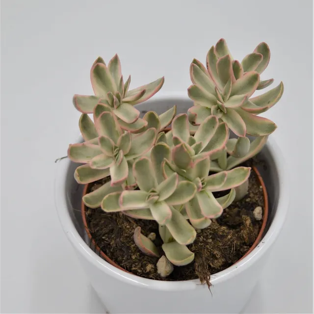 pasiora-crassula-candy-cane-baby-girl-sukkulente-im-8-5cm-topf image 1