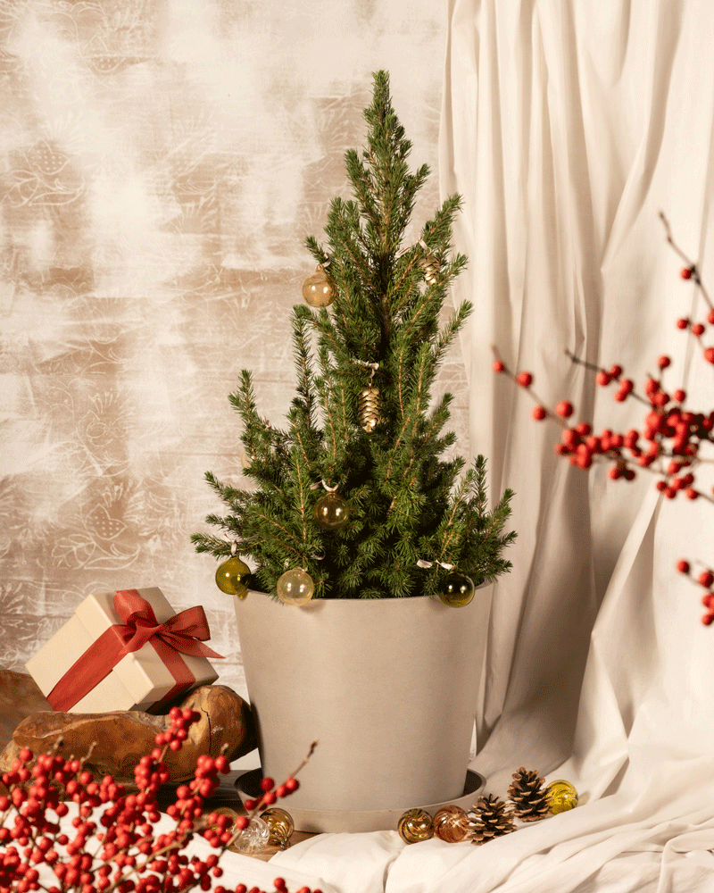 feey-gro-er-tannenbaum-zuckerhutfichte-picea-glauca-december-k-bel image 6