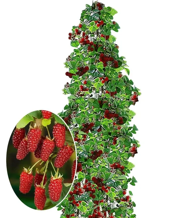 baldur-garten-s-ulen-tayberry-buckingham-s-ulenobst-im-2-liter-topf image 1